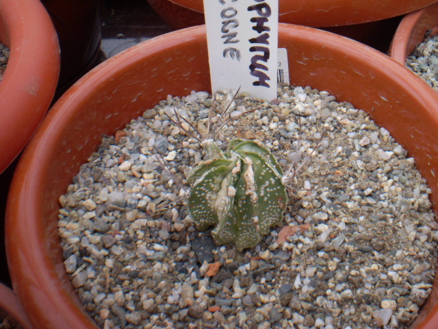 Astrophytum capricorne