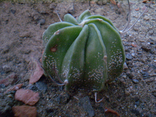 Astrophytum hybrid 1 - Astrophytum