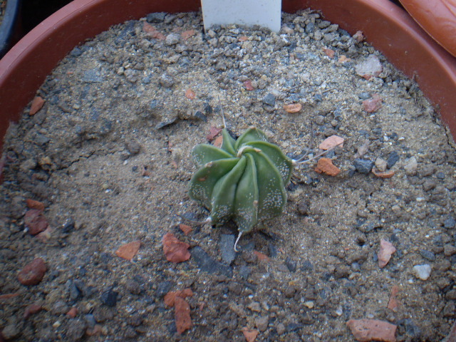 Astrophytum hybrid 3