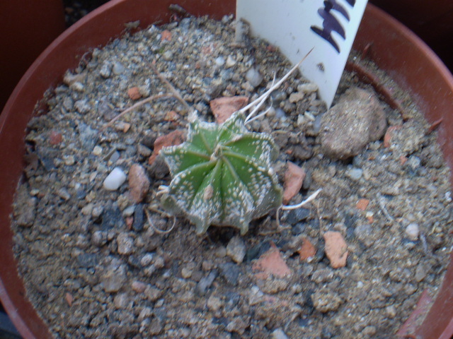 Astrophytum hybrid 4 - Astrophytum