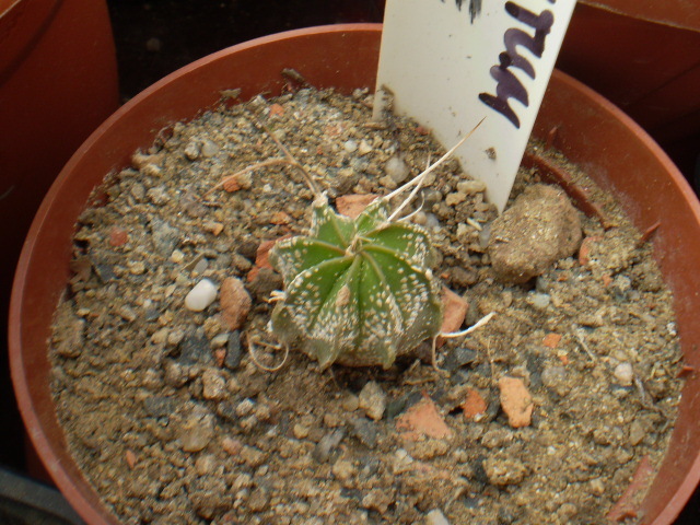 Astrophytum hybrid 5 - Astrophytum