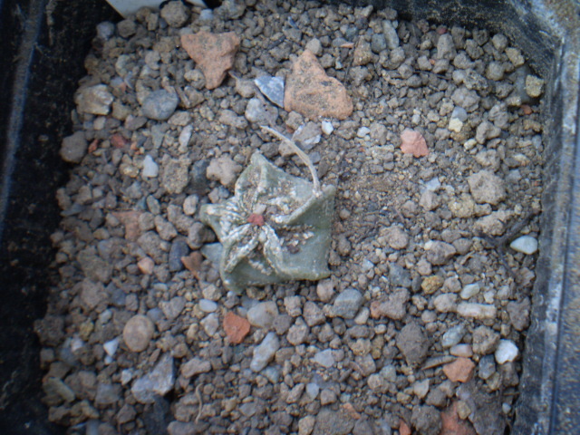 Astrophytum hybrid 6