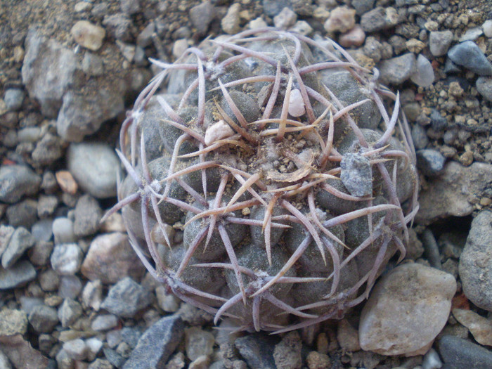 Acacnthocalycium glaucum v. rubriflorum - Acanthocalycium