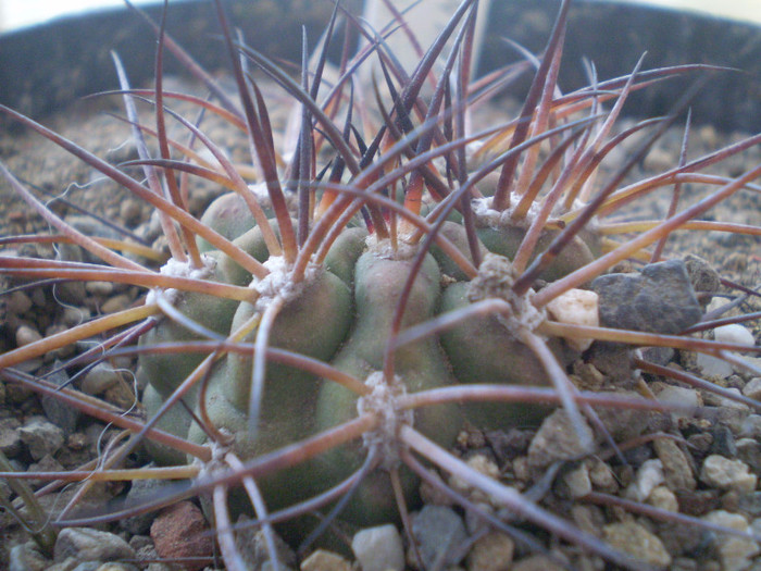 Acanthocalycium munitum - Acanthocalycium