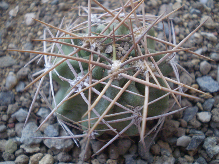 Acanthocalycium variiflorum