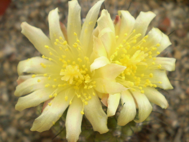 Copiapoa humilis - Copiapoa 2013