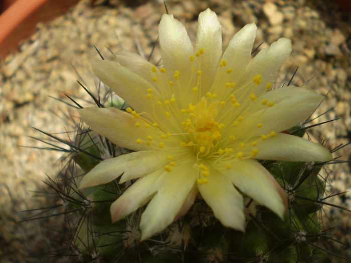 Copiapoa humilis - Copiapoa 2013