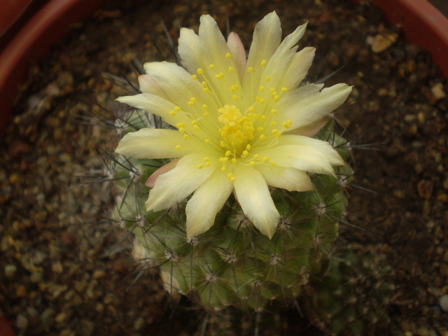 Copiapoa humilis - Copiapoa 2013