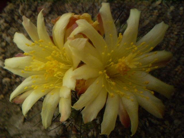 Copiapoa humilis - Copiapoa 2013