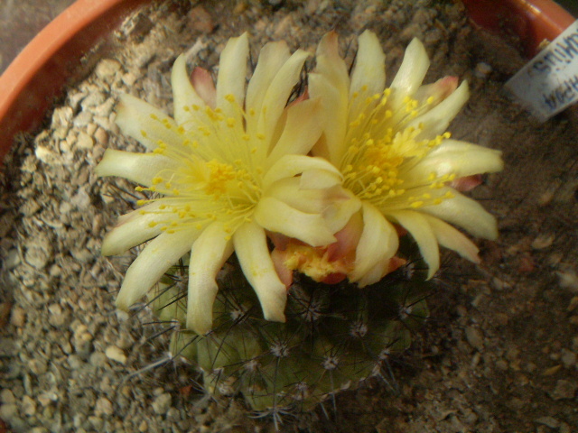 Copiapoa humilis - Copiapoa 2013