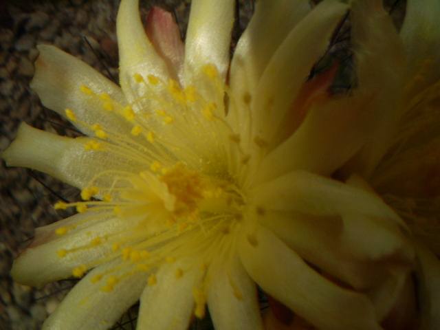 Copiapoa humilis - Copiapoa 2013