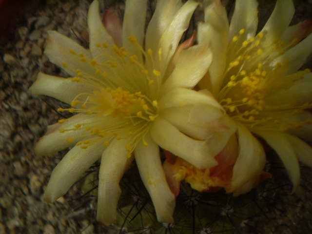 Copiapoa humilis