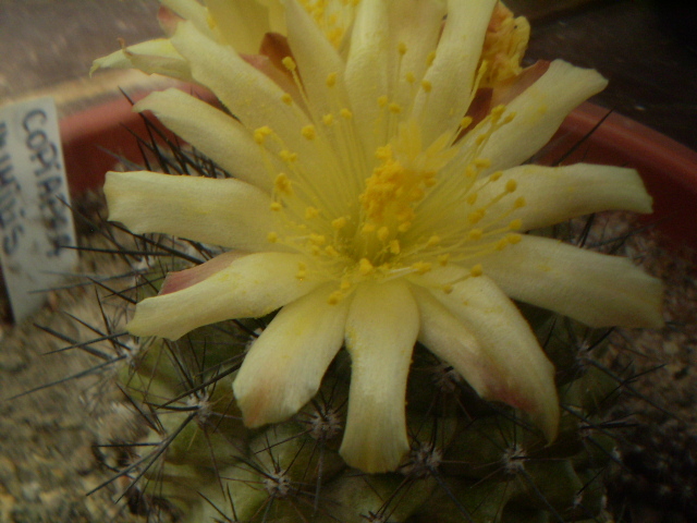 Copiapoa humilis - Copiapoa 2013