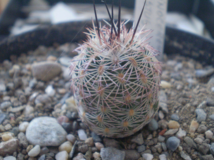 Echinocereus adustus - Echinocereus