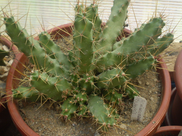 Echinocereus blankii - Echinocereus