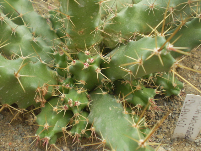 Echinocereus blankii