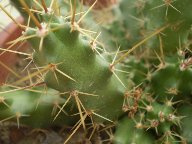 Echinocereus blankii - Echinocereus