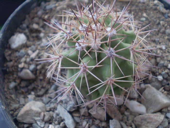 Echinocereus coccineus gurneyi