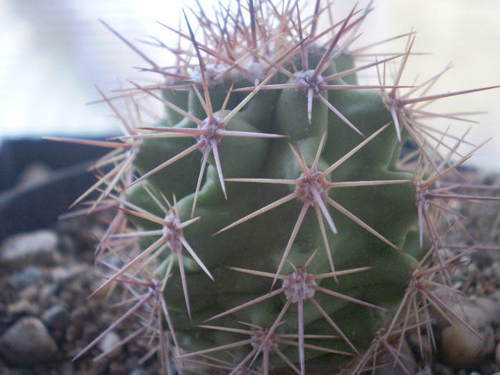 Echinocereus coccineus gurneyi - Echinocereus