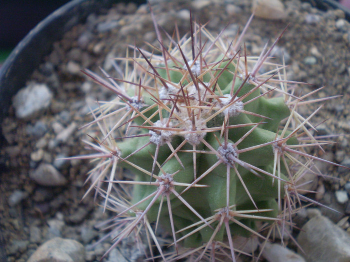 Echinocereus coccineus gurneyi - Echinocereus