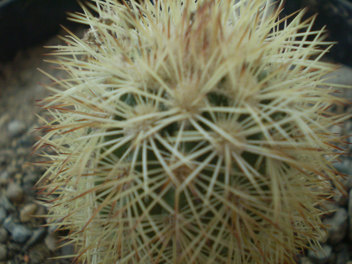 Echinocereus dasyacanthus - Echinocereus