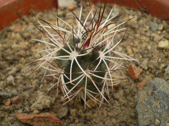 Echinocereus davisii - Echinocereus