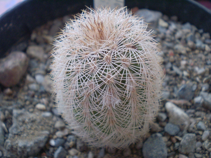 Echinocereus fitchii