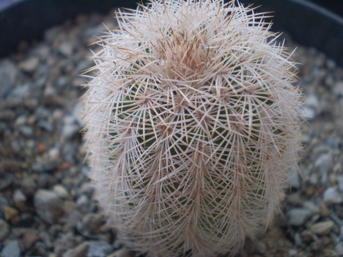 Echinocereus fitchii