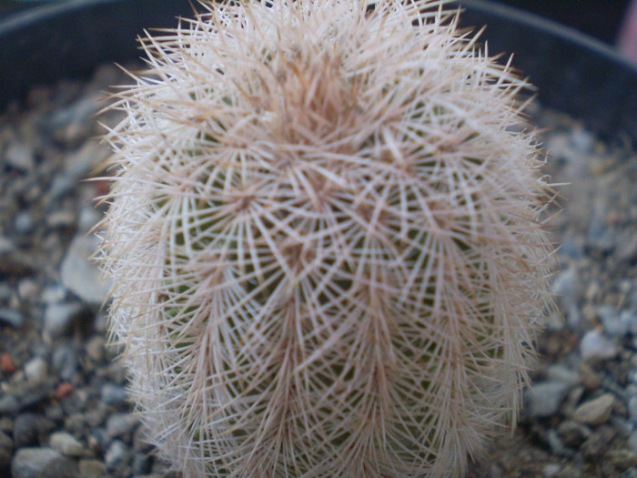 Echinocereus fitchii