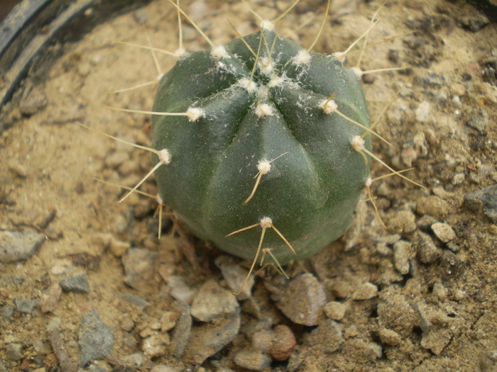Echinocereus knippelianus v. reyesii
