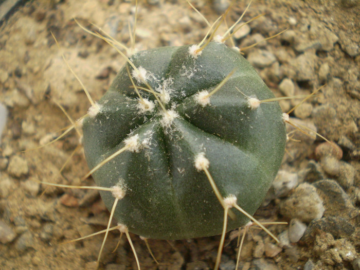 Echinocereus knippelianus v. reyesii