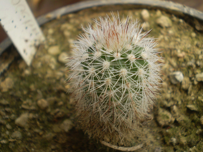 Echinocereus lauii