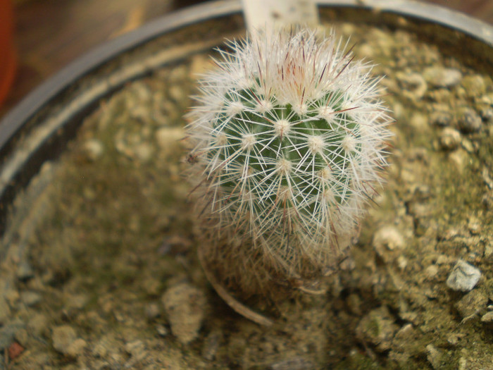 Echinocereus lauii