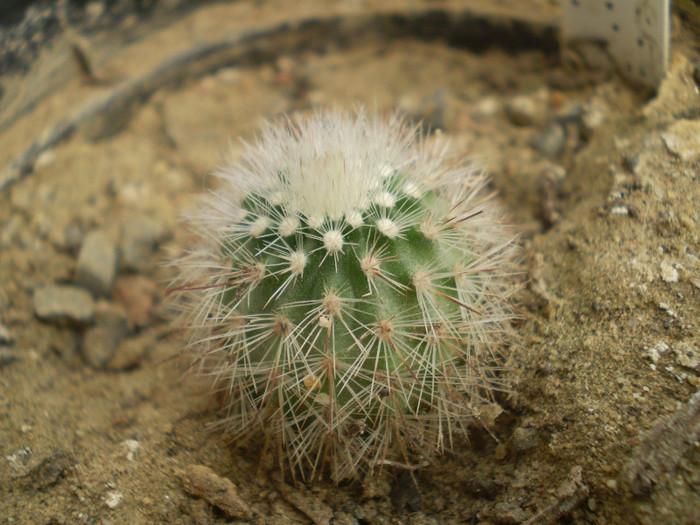 Echinocereus ledingii