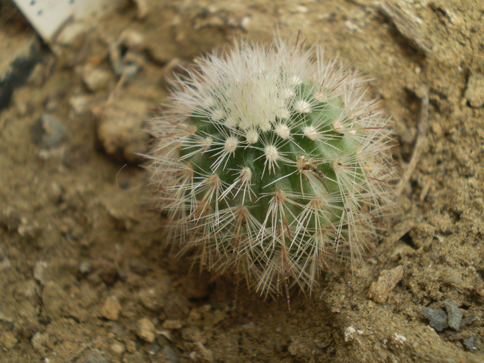 Echinocereus ledingii