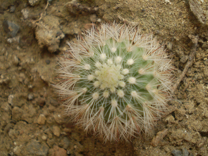 Echinocereus ledingii