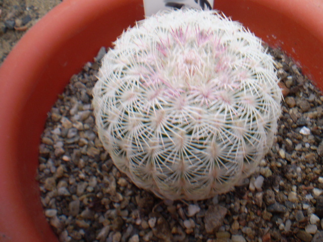 Echinocereus rigidissmus nacosari