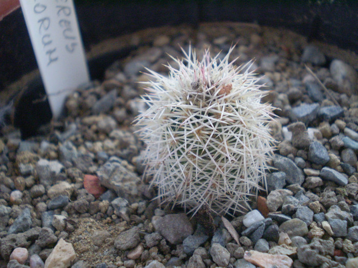 Echinocereus scopulorum