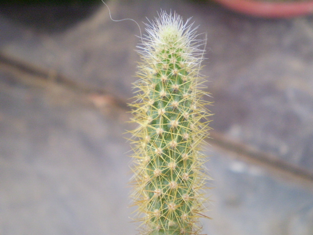 Aporocactus flageliformis