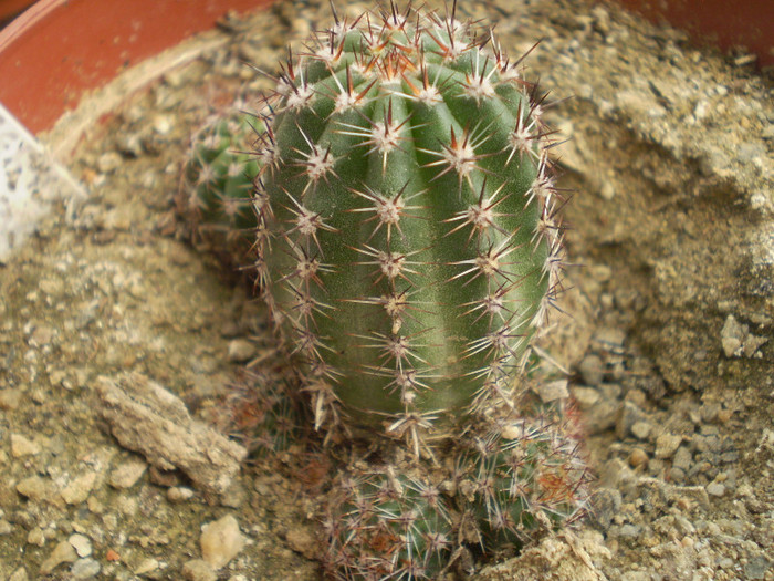 Echinocereus stoloniferus - Echinocereus