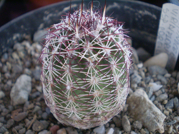 Echinocereus viridiflorus ssp. corellii