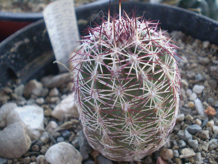 Echinocereus viridiflorus ssp. corellii - Echinocereus