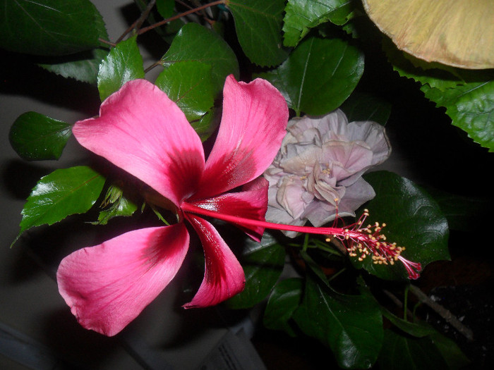Hibiscus Fidjian Island