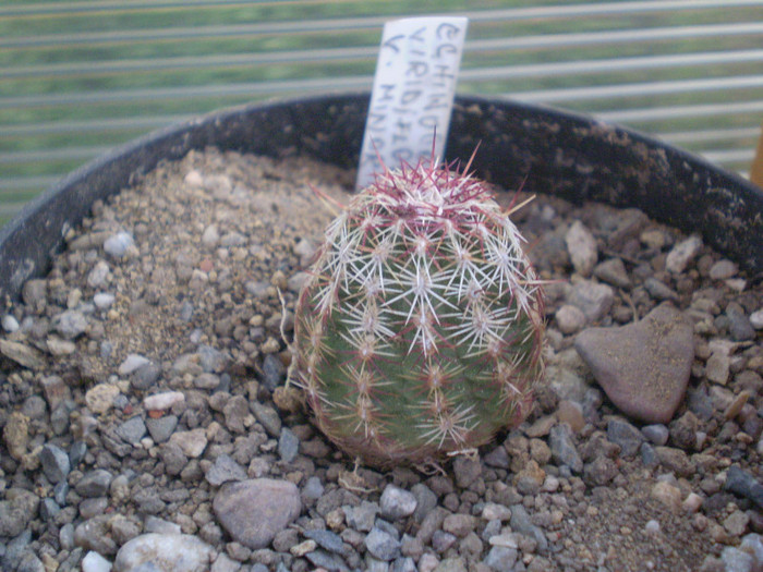 Echinocereus viridiflorus v. minor - Echinocereus