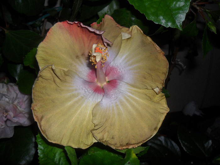 Hibiscus Kathie Jones