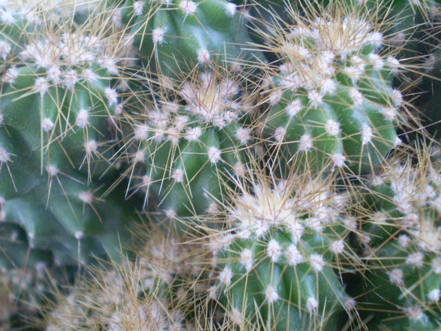 Cereus peruvianus monstrosus - Cereus