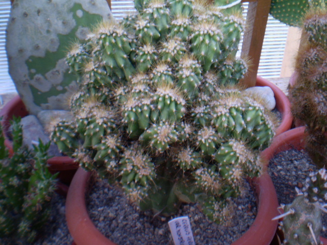 Cereus peruvianus monstrosus - Cereus