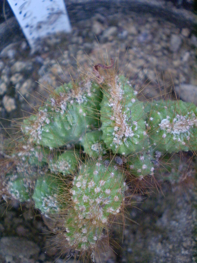 Cereus peruvianus monstrosus sp. 2 - Cereus