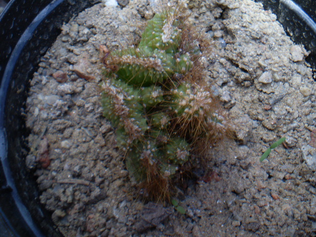 Cereus peruvianus monstrosus sp 2 - Cereus