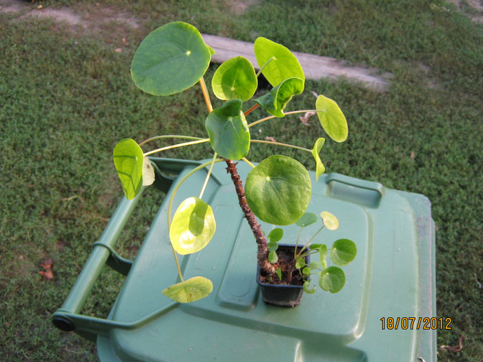 pilea peperoimides - flori